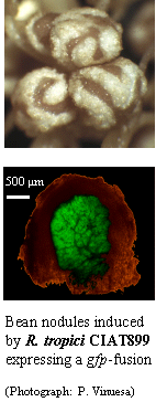 Bean nodules elicited by Rhizobium tropici CIAT899 expressing a gfp-fusion